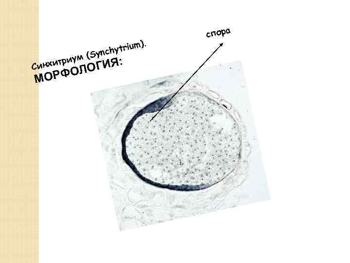 ). ytrium h (Sync иум нхитр Си ГИЯ: ЛО ОРФО М спора 