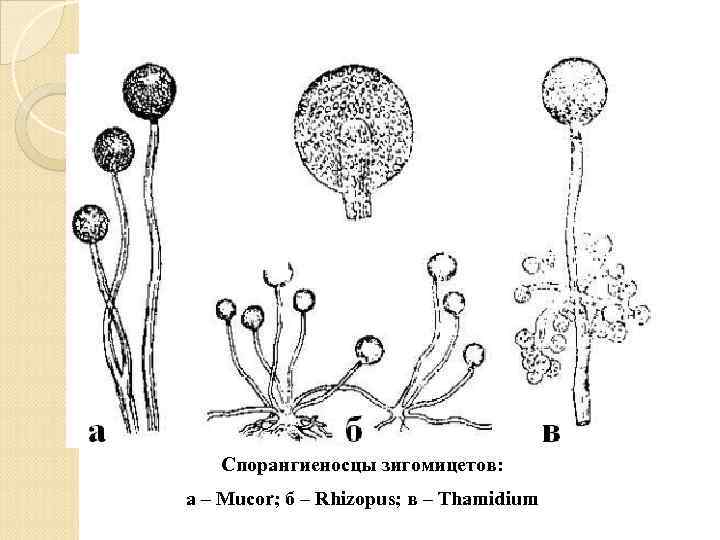 Спорангиеносцы зигомицетов: а – Mucor; б – Rhizopus; в – Thamidium 