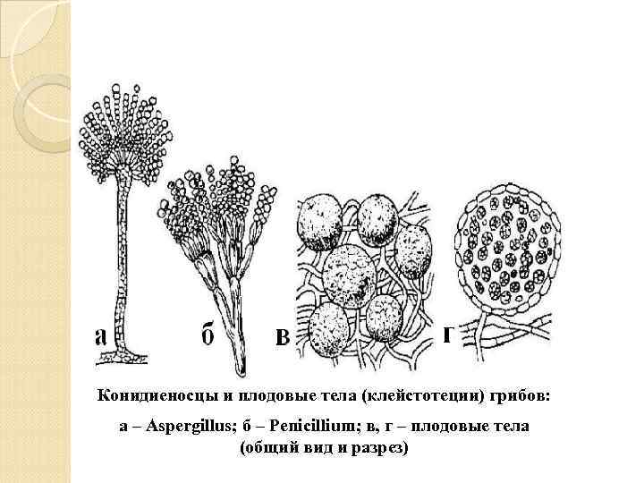 Конидиеносцы и плодовые тела (клейстотеции) грибов: а – Aspergillus; б – Penicillium; в, г