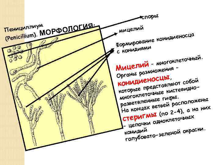 споры : лиум еницил П ОЛОГИЯ РФ um). МО i (Penicill й мицели ца