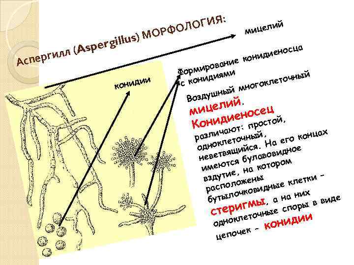 : ОГИЯ РФОЛ О llus) М i sperg A гилл ( ие Аспер рован