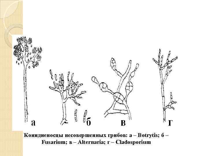 Конидиеносцы несовершенных грибов: а – Botrytis; б – Fusarium; в – Alternaria; г –