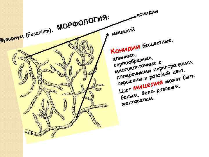 ). rium (Fusa ум узари Ф ГИЯ: ФОЛО МОР ии конид ий ицел м