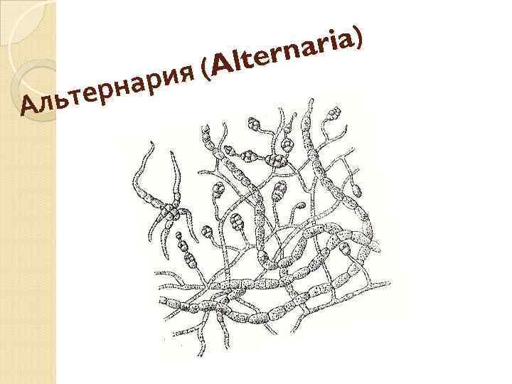 ria) rna Alte ия ( нар ьтер Ал 