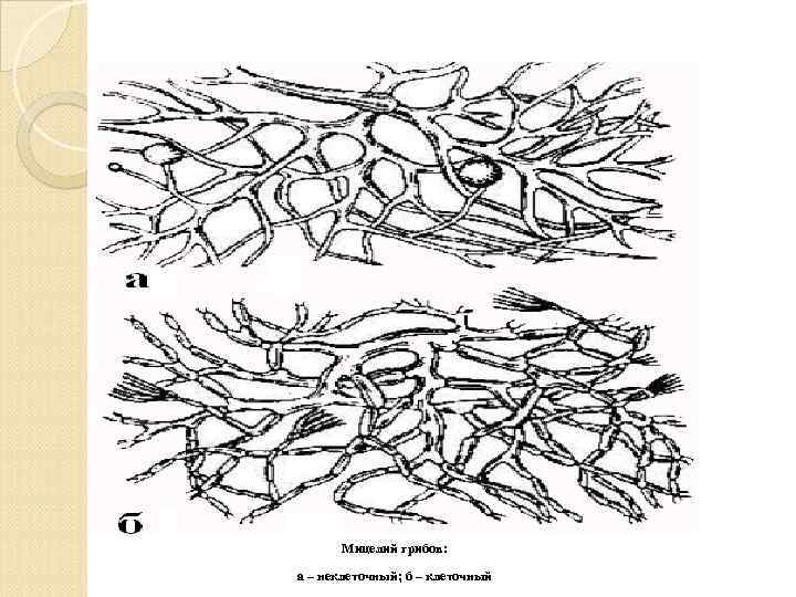 Мицелий грибов: а – неклеточный; б – клеточный 