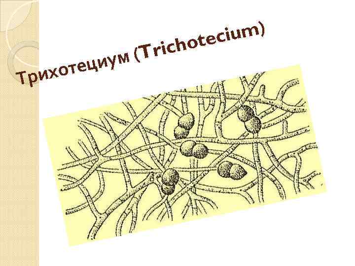 ium) tec richo ум (T теци ихо Тр 