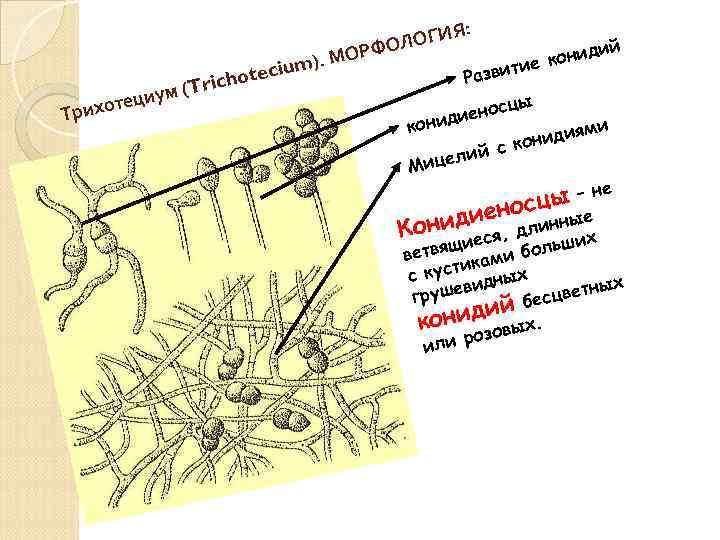 : ОГИЯ Л ий ОРФО конид ). М m тие Разви oteciu h (T