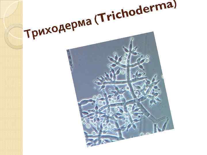 ma) der icho (Tr ерма иход Тр 