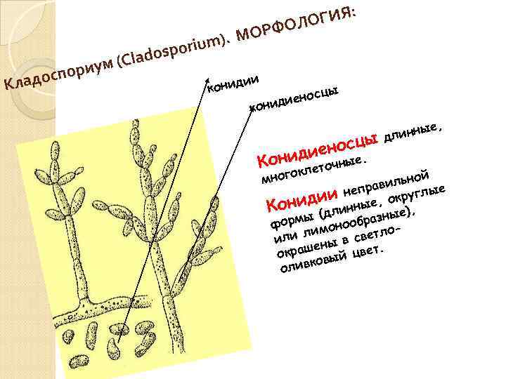 : ОГИЯ Л ОРФО um). М ri dospo a ум (Cl и оспор и