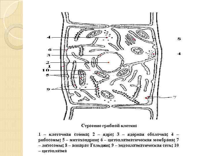 Строение грибной клетки: 1 – клеточная стенка; 2 – ядро; 3 – ядерная оболочка;