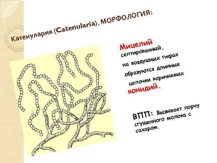 Я: ЛОГИ ОРФО М laria). u (Caten (C я улари Катен й ицелинный, М