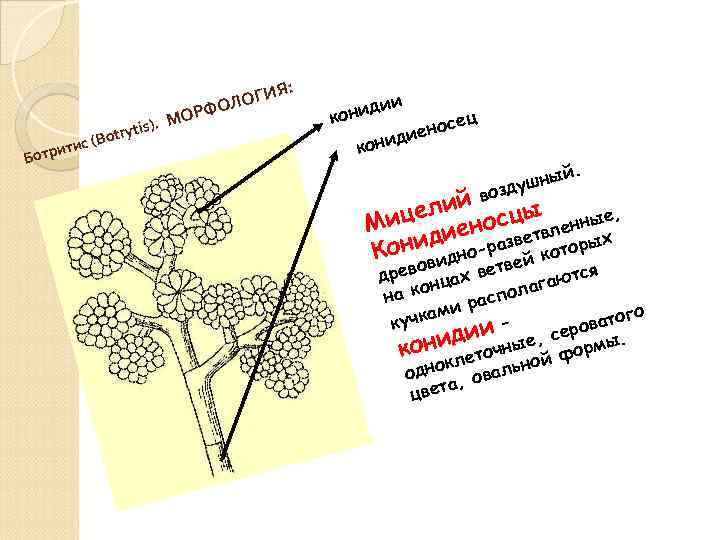 is). otryt ис (B трит Бо Я: ОГИ ОЛ ОРФ М и ди кони