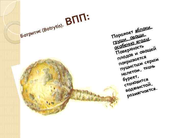 П: П s). В i otryt B тис ( и Ботр , локи яб