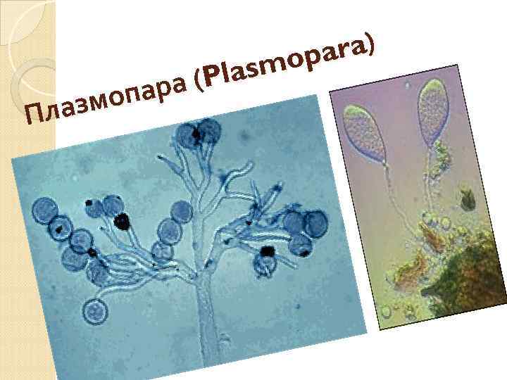 ara) mop Plas ра ( опа лазм П 