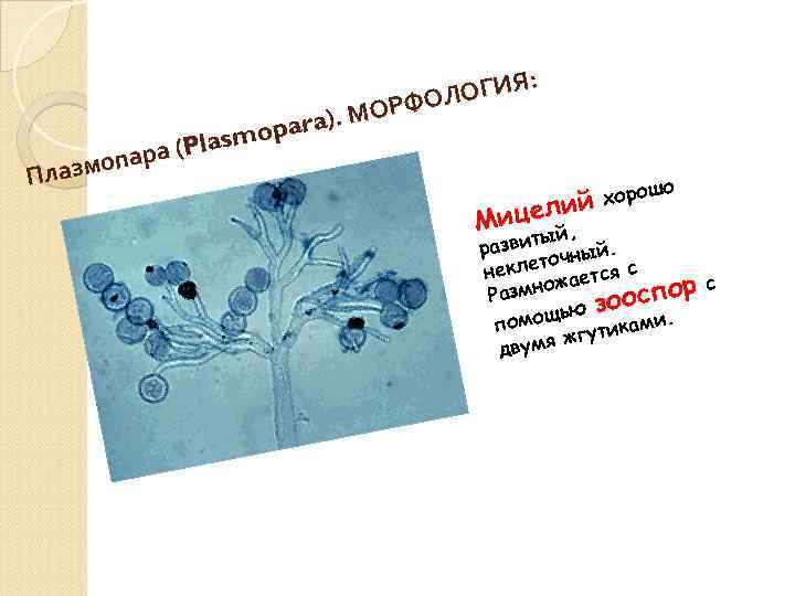 : ОГИЯ Л ОРФО ara). М p lasmo (P (P опара Плазм целий Ми