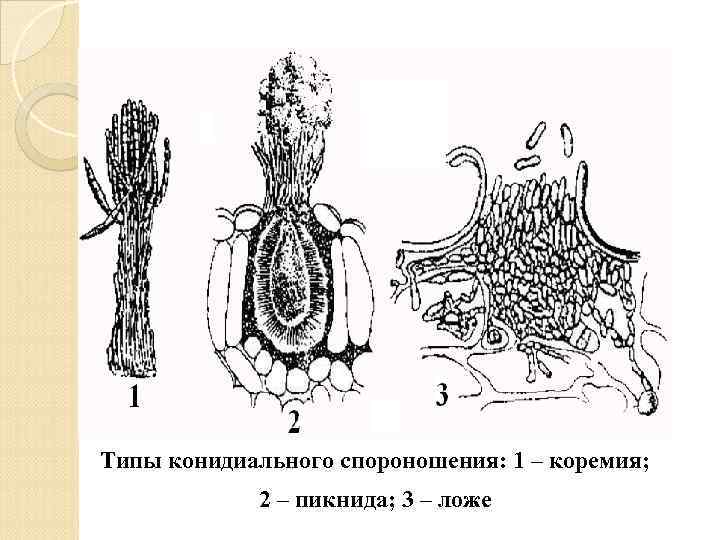 Типы конидиального спороношения: 1 – коремия; 2 – пикнида; 3 – ложе 