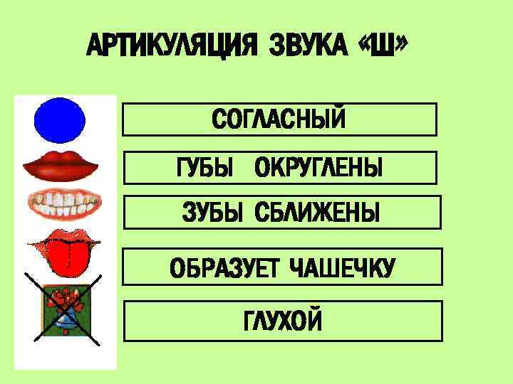 АРТИКУЛЯЦИЯ ЗВУКА «Ш» СОГЛАСНЫЙ ГУБЫ ОКРУГЛЕНЫ ЗУБЫ СБЛИЖЕНЫ ОБРАЗУЕТ ЧАШЕЧКУ ГЛУХОЙ 