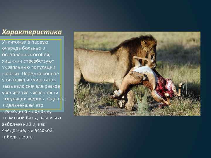 Характеристика Уничтожая в первую очередь больных и ослабленных особей, хищники способствуют укреплению популяции жертвы.
