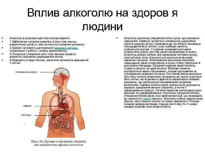 Вплив алкоголю на здоров я людини • • • Алкоголь в організмі має такі