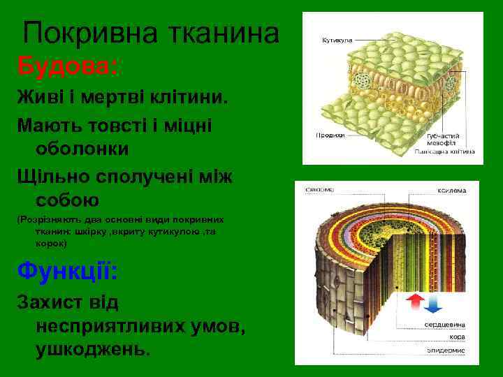 Покривна тканина Будова: Живі і мертві клітини. Мають товсті і міцні оболонки Щільно сполучені