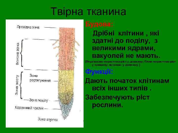 Твірна тканина Будова: Дрібні клітини , які здатні до поділу, з великими ядрами, вакуолей