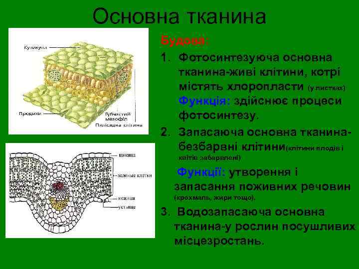 Основна тканина Будова: 1. Фотосинтезуюча основна тканина-живі клітини, котрі містять хлоропласти (у листках) Функція: