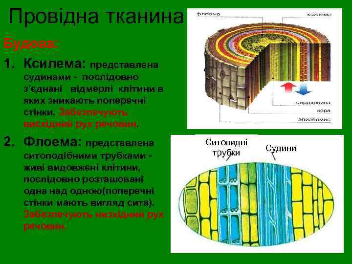 Провідна тканина Будова: 1. Ксилема: представлена судинами - послідовно з’єднані відмерлі клітини в яких