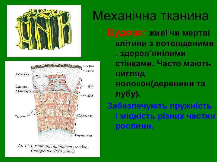 Механічна тканина Будова: живі чи мертві клітини з потовщеними , здерев’янілими стінками. Часто мають