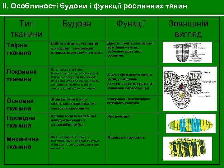 II. Особливості будови і функції рослинних танин Тип тканини Будова Функції Твірна тканина Дрібні