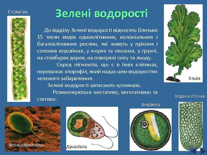 Зелені водорості Спірогіра До відділу Зелені водорості відносять близько 15 тисяч видів одноклітинних, колоніальних