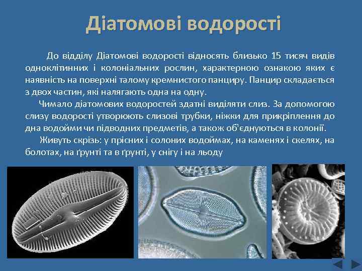 Діатомові водорості До відділу Діатомові водорості відносять близько 15 тисяч видів одноклітинних і колоніальних