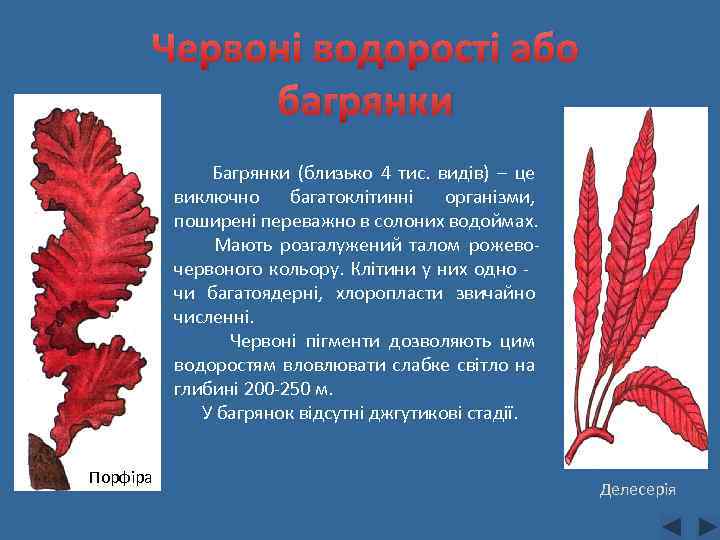 Червоні водорості або багрянки Багрянки (близько 4 тис. видів) – це виключно багатоклітинні організми,