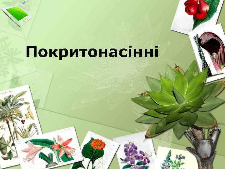 Покритонасінні 