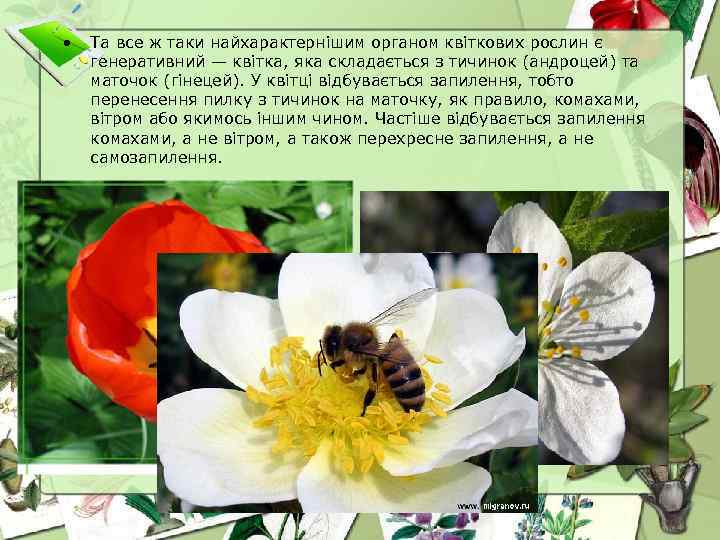  • Та все ж таки найхарактернішим органом квіткових рослин є генеративний — квітка,