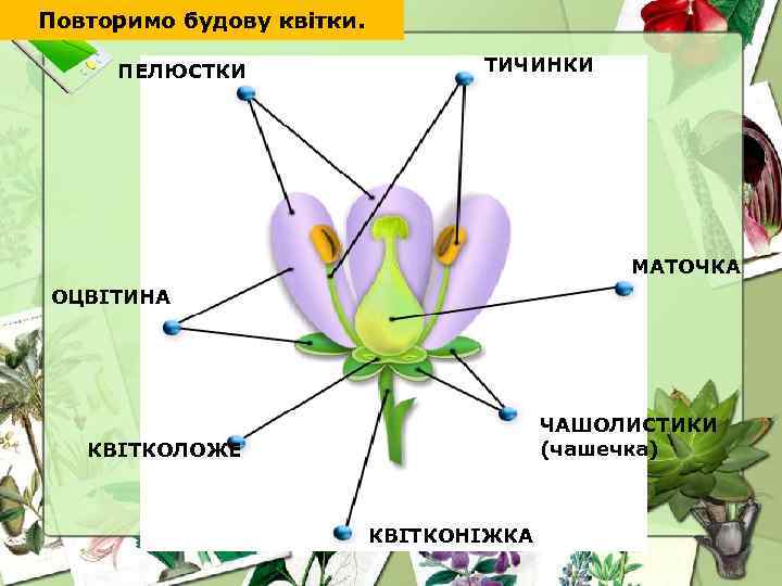 Повторимо будову квітки. ПЕЛЮСТКИ ТИЧИНКИ МАТОЧКА ОЦВІТИНА ЧАШОЛИСТИКИ (чашечка) КВІТКОЛОЖЕ КВІТКОНІЖКА 