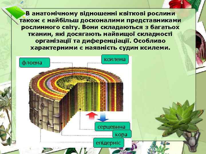 В анатомічному відношенні квіткові рослини також є найбільш досконалими представниками рослинного світу. Вони складаються