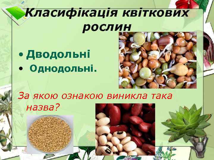 Класифікація квіткових рослин • Дводольні • Однодольні. За якою ознакою виникла така назва? 