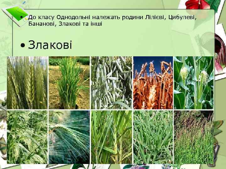  • До класу Однодольні належать родини Лілієві, Цибулеві, Бананові, Злакові та інші •