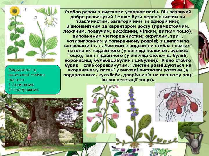 Видовжені та вкорочені стебла пагонів 1 -соняшник 2 -подорожник Стебло разом з листками утворює