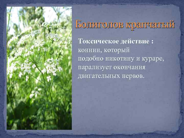 Болиголов крапчатый Токсическое действие : кониин, который подобно никотину и кураре, парализует окончания двигательных