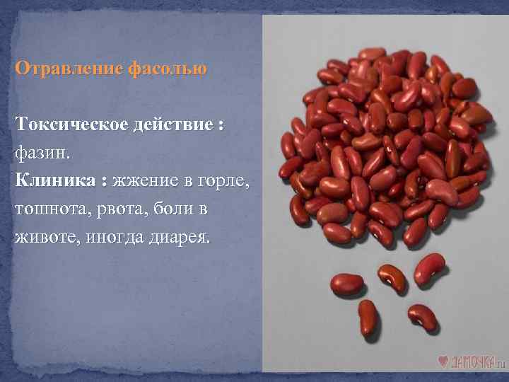 Отравление фасолью Токсическое действие : фазин. Клиника : жжение в горле, тошнота, рвота, боли