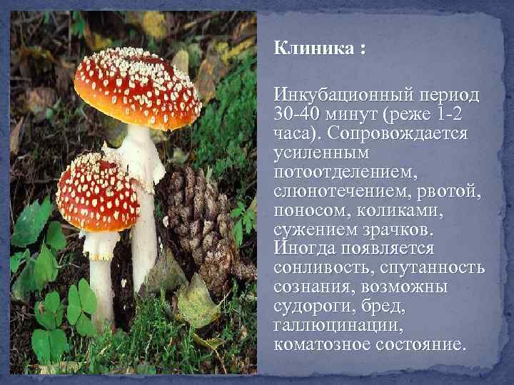  Клиника : Инкубационный период 30 -40 минут (реже 1 -2 часа). Сопровождается усиленным