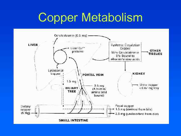 Copper Metabolism 