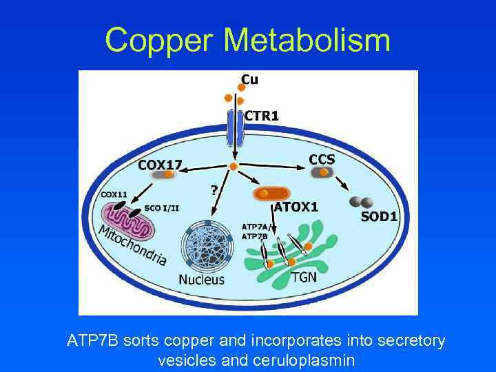 Copper Metabolism ATP 7 B sorts copper and incorporates into secretory vesicles and ceruloplasmin