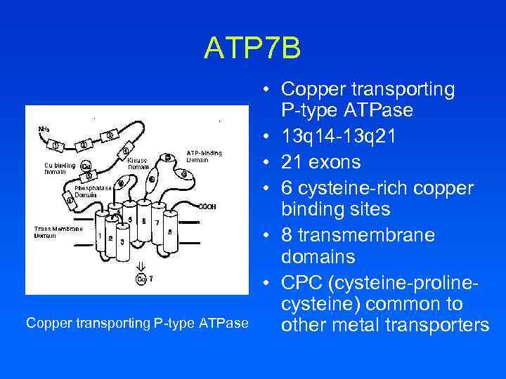 ATP 7 B Copper transporting P-type ATPase • Copper transporting P-type ATPase • 13