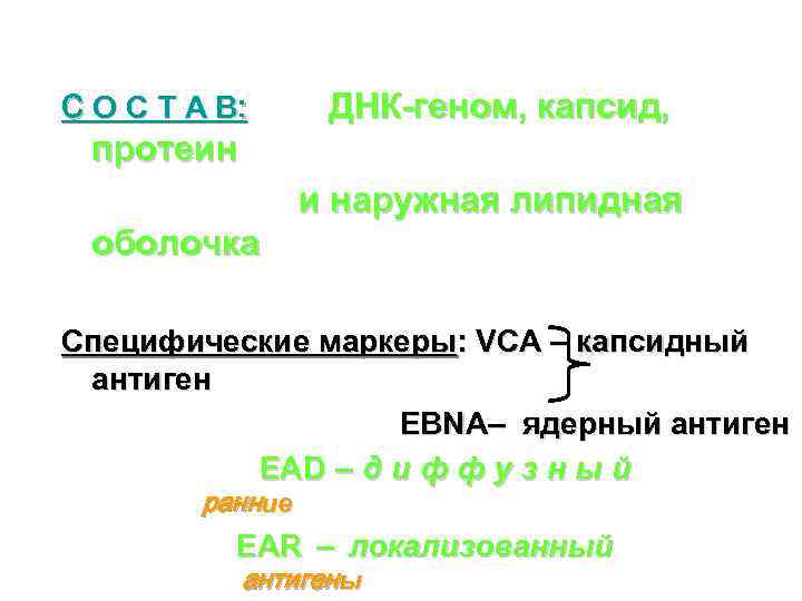 С О С Т А В: ДНК-геном, капсид, протеин и наружная липидная оболочка Специфические