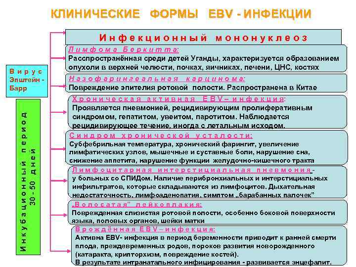 КЛИНИЧЕСКИЕ ФОРМЫ EBV - ИНФЕКЦИИ И н ф е к ц и о н