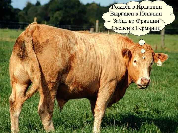  Рожден в Ирландии Выращен в Испании Забит во Франции Съеден в Германии 