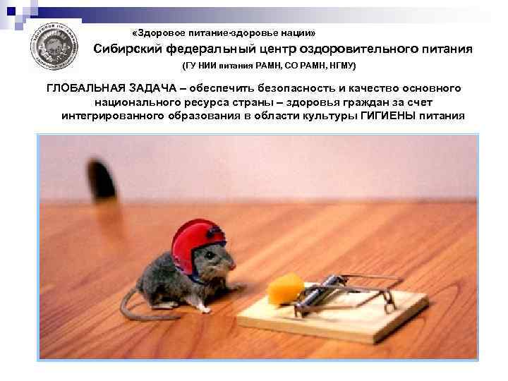  «Здоровое питание-здоровье нации» Сибирский федеральный центр оздоровительного питания (ГУ НИИ питания РАМН, СО