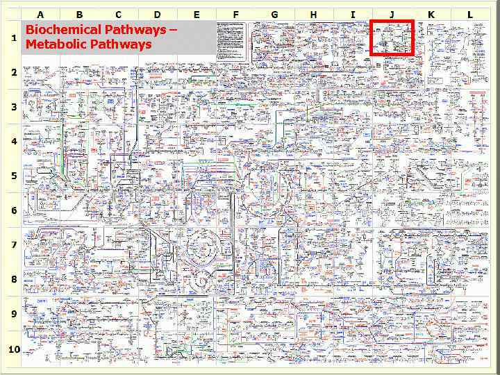 Biochemical Pathways – Metabolic Pathways 
